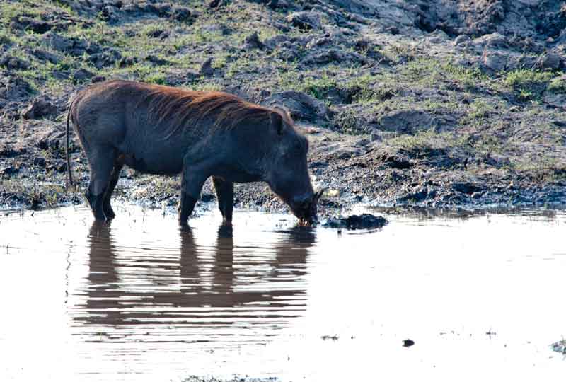 Jabalí - parque nacional de Chobe - Botswana 2.jpg